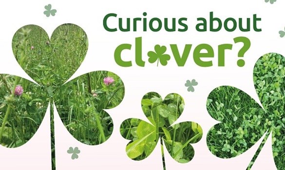 Curious about clover event banner 3